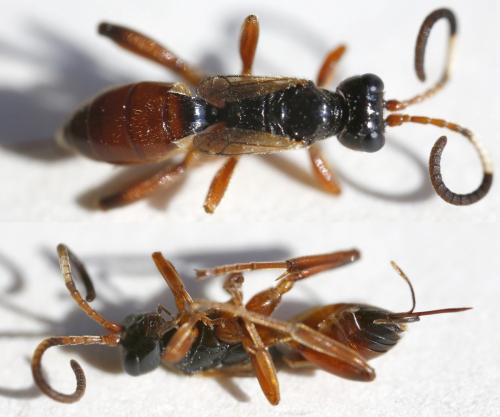 Pleolophus brachypterus